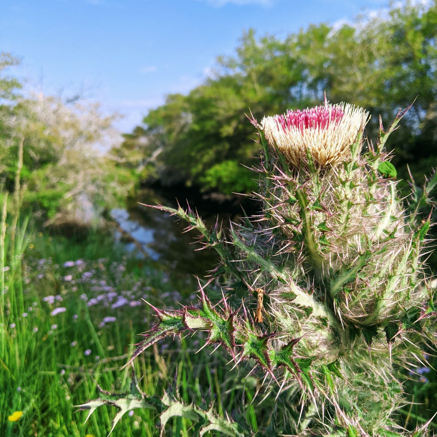 Bull thistle 1 Photo of a bull thistle in a salt marsh in North Carolina